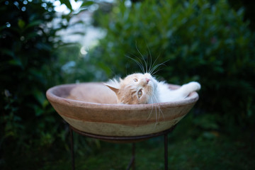 young cream tabby white ginger maine coon cat lying on side in flower pot outdoors in the back yard looking up curiously