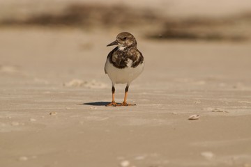 Beach Bird
