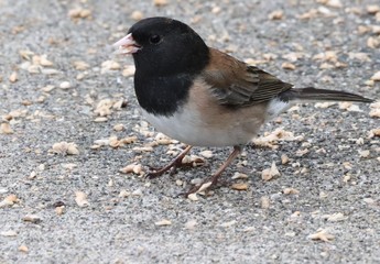 bird on feeder