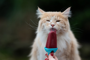 heatwave 2019: front view close up of a young cream tabby white ginger maine coon cat licking...