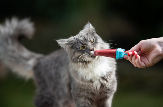 heatwave 2019: close up of a  young blue tabby maine coon cat standing on garden table outdoors licking homemade pet ice cream popsicle hold by human hand on a hot summer day