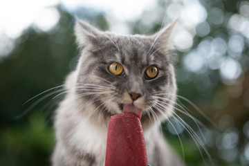 heatwave 2019: close up of a young blue tabby maine coon cat getting fed with homemade pet ice...