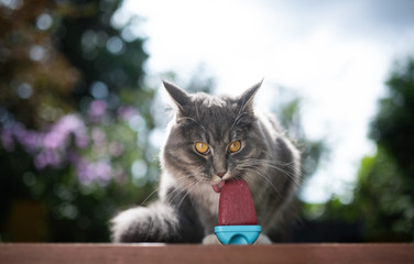 heatwave 2019: young blue tabby maine coon cat licking homemade ice cream treat popsicle with chicken and tuna on a hot and sunny summer day in July