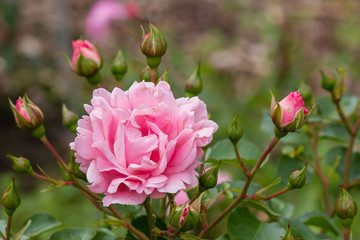 Beautiful pink roses close up in the garden. Blooming rosa flowers and leaves in natural background. Floral background.