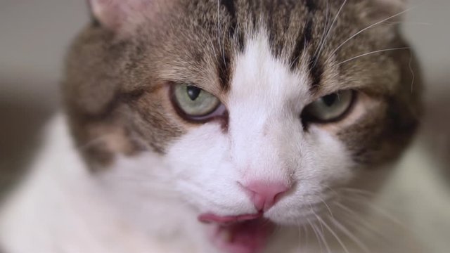Close-up of a funny cat lickens it mouth in slow motion .