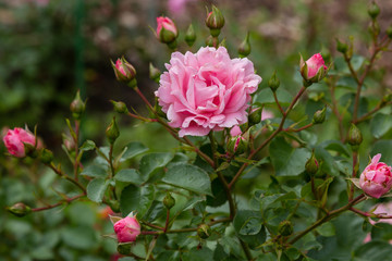 Beautiful pink roses close up in the garden. Blooming rosa flowers and leaves in natural background. Floral background.