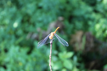 Orange meadowhawk butterfly resting on a twig at Somme Woods in Northbrook, Illinois