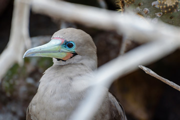 Red footed booby (Sula Sula), Darwin Bay, Genovesa, Galapagos Island, Ecuador, South America.