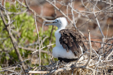 Magnificent Frigatebird chick in nest (Fregata magnificens), North Seymour, Galapagos Island, Ecuador, South America.