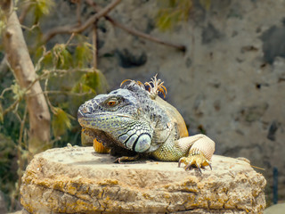 A large adult iguana with different shades of green and blue