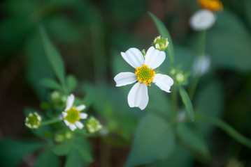 Spanish needle with blur background