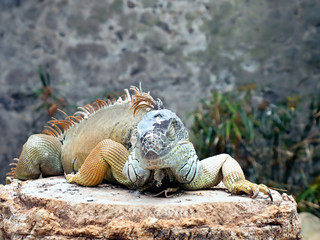 A large adult iguana with different shades of green and blue lies on a rock