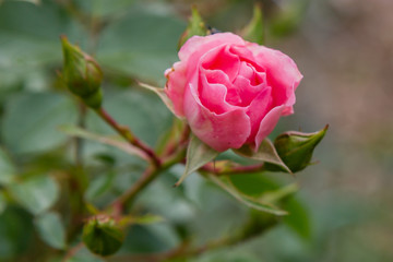 Beautiful pink roses close up in the garden. Blooming rosa flowers and leaves in natural background. Floral background.