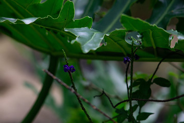 Flores silvestres y hojas verdes, Colombia
