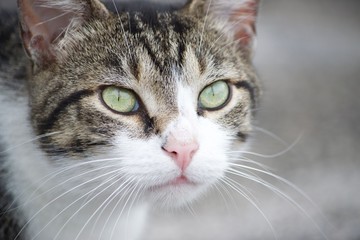 portrait of a cat III