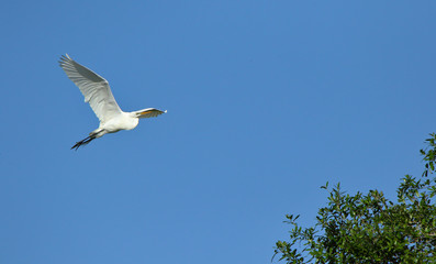 One Great egret gliding with a blue sky as background
