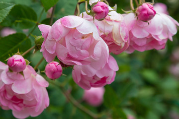 Obraz premium Beautiful pink roses in the garden. Blooming rosa flowers and leaves in natural background. Floral background.