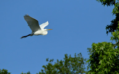 One Great egret gliding with a blue sky as background