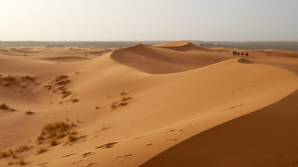 Fototapeta na wymiar Camel tour through sand dunes in the Sahara Desert in Morocco.