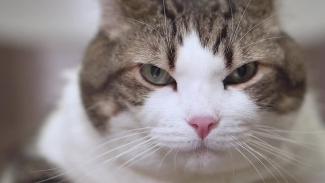 Close up of an angry cat looking at camera .