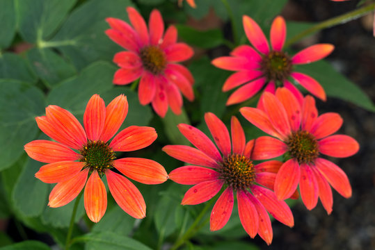 紫馬簾菊images Browse 85 Stock Photos Vectors And Video Adobe Stock 紫馬簾菊images Browse 85 Stock Photos Vectors And Video Adobe Stock