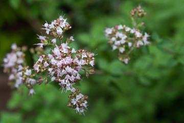 オレガノの花