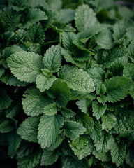 fresh mint leaves