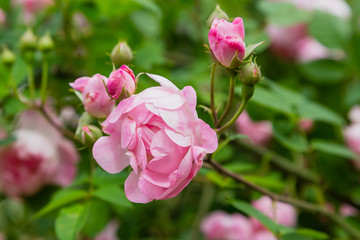 Obraz premium Beautiful pink roses in the garden. Blooming rosa flowers and leaves in natural background. Floral background.