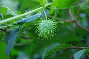 one green prickly wild cucumber on a branch of a plant with leaves
