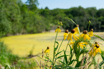 Yellow Flowers on the Shore of a Water Filled Quarry in Lemont Illinois	