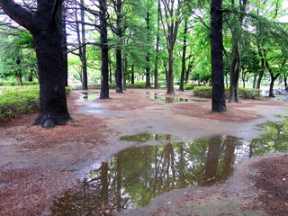 夏の雨上がりの公園風景