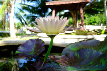 beautiful lotus flower or water lily in pond