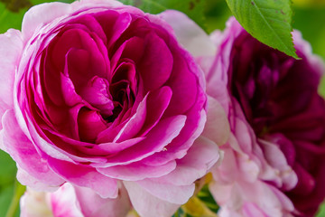 Beautiful purple roses in the garden. Blooming rosa flowers and leaves in natural background. Floral background.