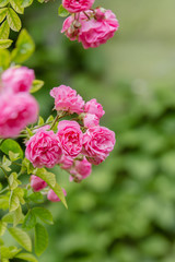 Beautiful pink roses in the garden. Blooming rosa flowers and leaves in natural background. Floral background.