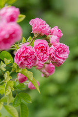 Beautiful pink roses in the garden. Blooming rosa flowers and leaves in natural background. Floral background.