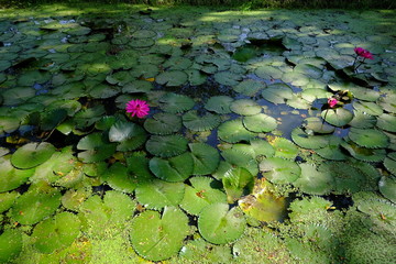 beautiful lotus flower or water lily in pond