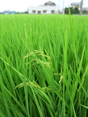 稲穂をつけ始めた田圃風景