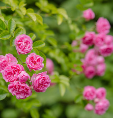 Beautiful pink roses in the garden. Blooming rosa flowers and leaves in natural background. Floral background.