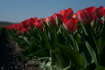 red tulips in garden