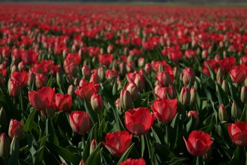 Fototapeta premium red tulips