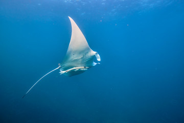 Wild juvenile male manta ray swimming in clear blue water with large wing span