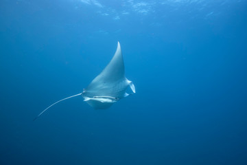 Wild juvenile male manta ray swimming in clear blue water with large wing span - obrazy, fototapety, plakaty