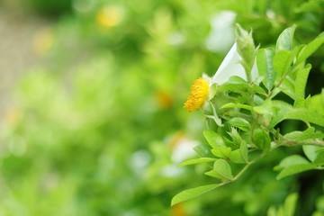 FLORECILLA AMARILLA EN UN PLANTA CON HERMOSO BOKEH, flor, amarilla, verde, primavera, hojas, huerta, blanco, flora, fresco, césped
