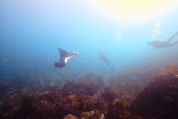 Scuba divers swimming with wild juvenile male manta ray in Australia