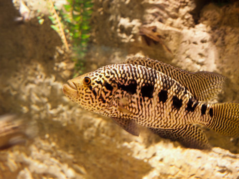 A fresh water tiger fish