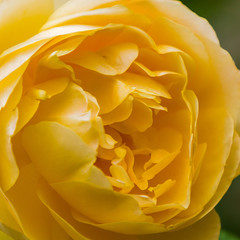 Beautiful yellow roses close up in the garden. Blooming rosa flowers and leaves in natural background. Floral background.