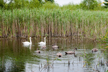 white swans with a flock of small swans on a forest lake