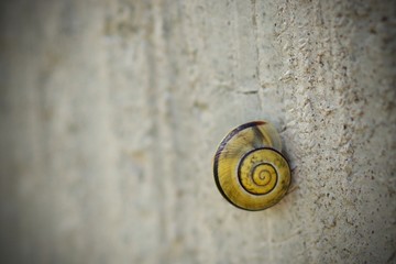 snail minimalism