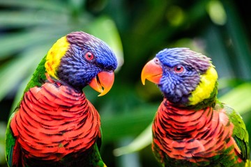 rainbow lorikeet on branch