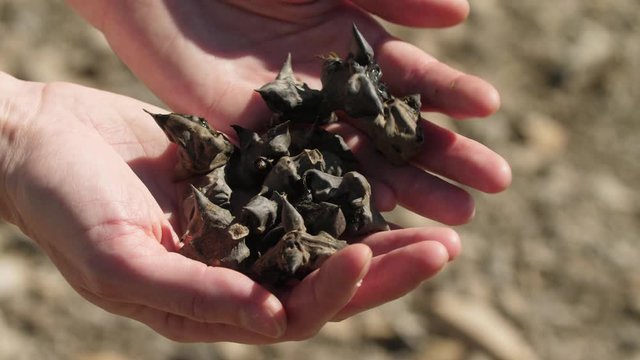 A handful of water chestnuts picked out of the water in Ontario Canada, invasive plant life.